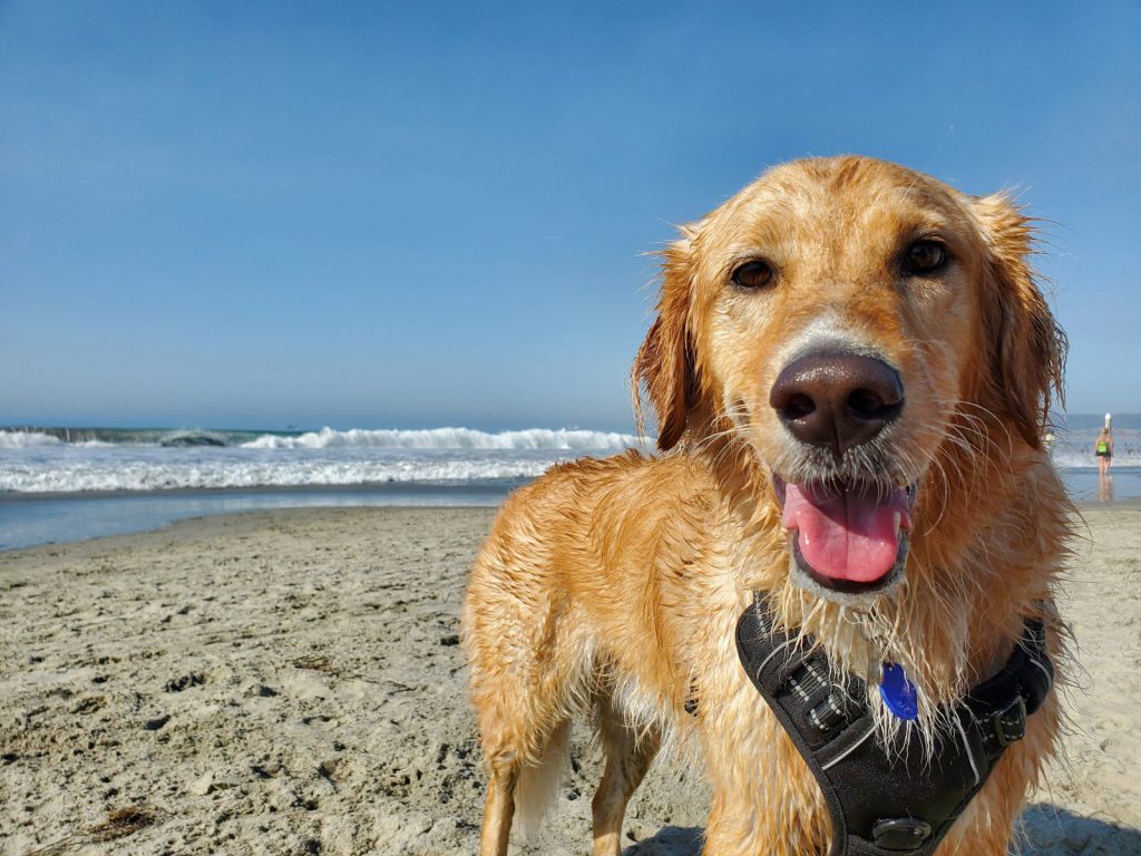 Dog-Friendly Photo Locations Around Tampa – Tampa photographer