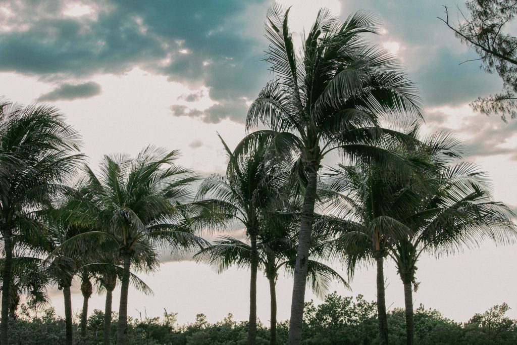 The Best Time of Year for Photos in Tampa – Tampa photographer